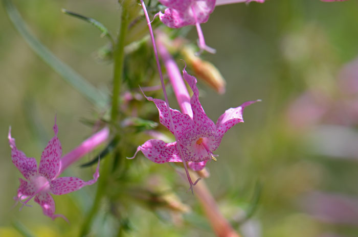 Ipomopsis tenuituba, Slendertube Skyrocket